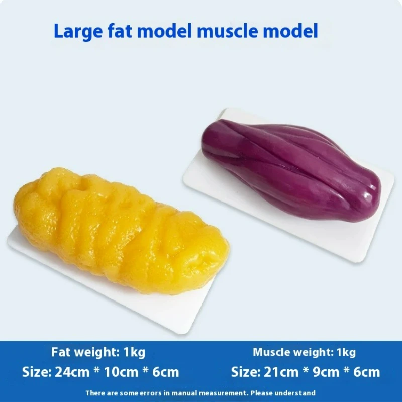 แบบจำลองกล้ามเนื้อและไขมันของม - Nutrition Fitness And Health บทวิจารณ์และราคา